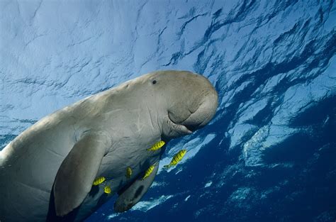 dugong fish|All About the Dugong .